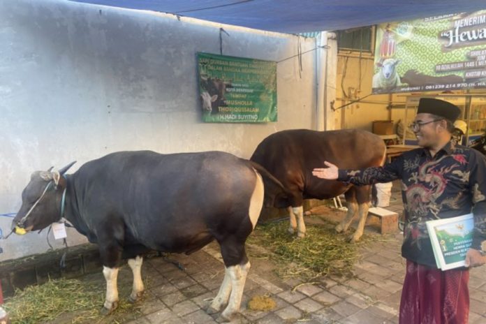 Bantuan Sapi Kurban Presiden Di Denpasar Dibagi Lintas Agama 1