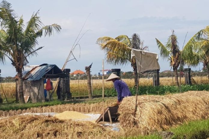 Diserang Hama Tikus, Puluhan Hektar Sawah Di Badung Gagal Panen 1