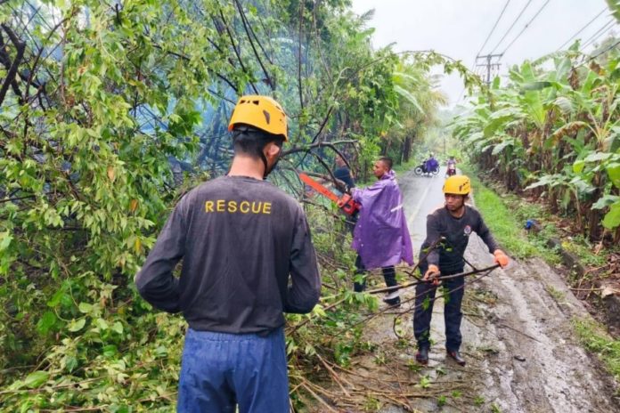Diterjang Cuaca Ekstrem, Dua Pohon Tumbang Di Tabanan 1