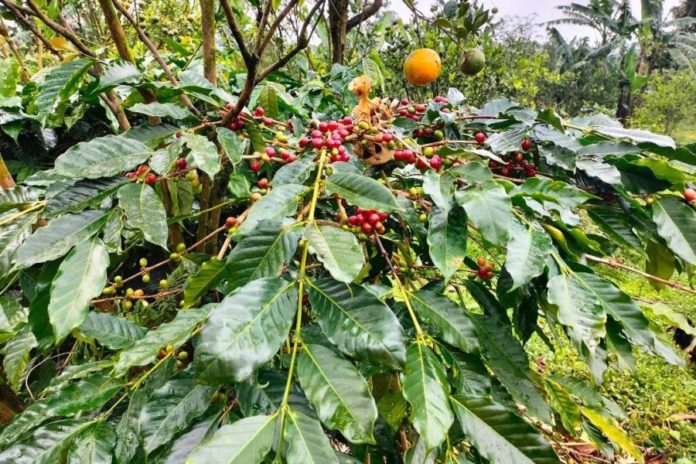 Harga Kopi Di Kintamani Melambung 1