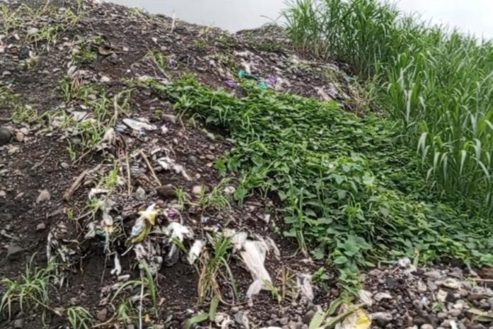Hindari Penyebaran Bau Busuk, TPA Ditanami Singkong, Ketala, Pepaya Dan Rumput 1