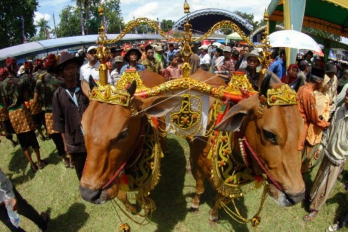 Idul Adha, Simak Uniknya Tradisi Manten Sapi Di Pasuruan 1