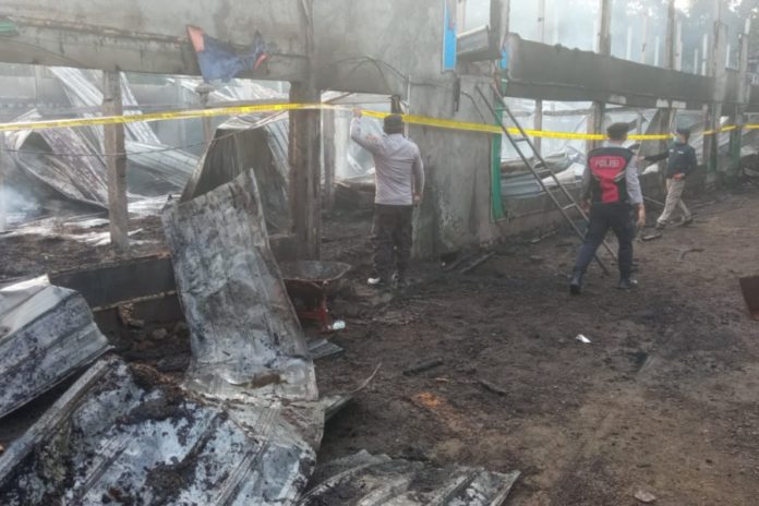 Kandang Ayam Di Tianyar Barat Terbakar, Kerugian Capai Miliaran 2