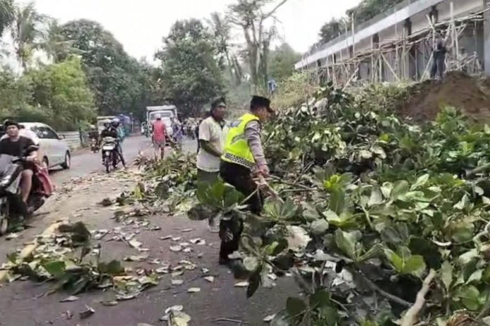 Membahayakan, BPBD Klungkung Pangkas Pohon Perindang 1