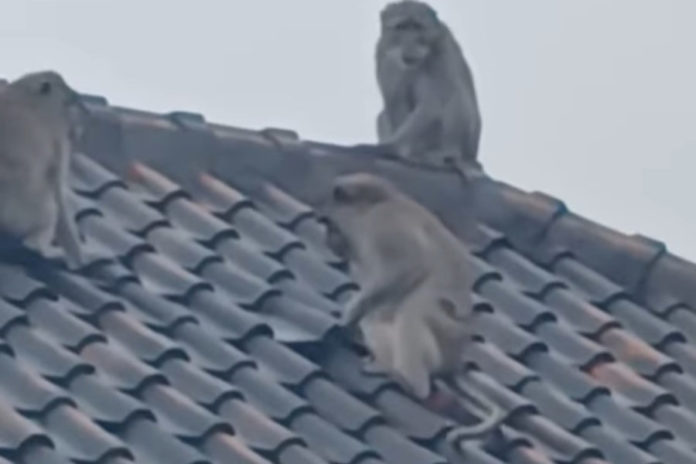 Populasi Kera Meningkat, Kera Rusak Atap Rumah Warga Dan Curi Makanan 1