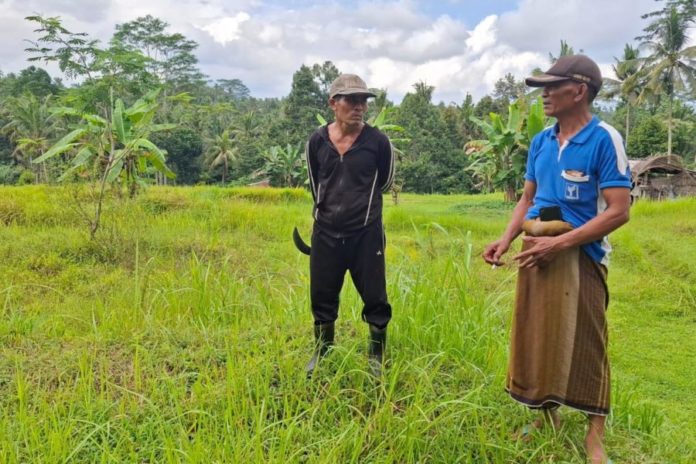 Puluhan Hektar Lahan Pertanian Di Subak Tohpati Kekeringan 1