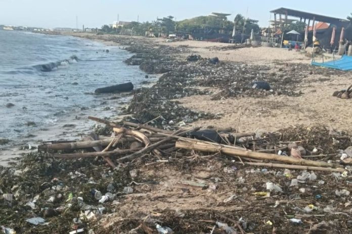 Sampah Rumput Laut Penuhi Tanjung Benoa 1