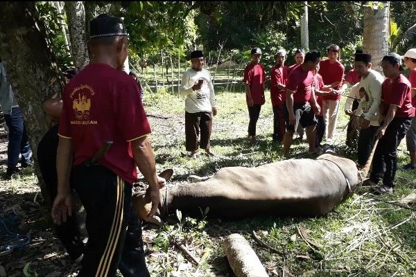 Sapi Kurban Bantuan Presiden Prabowo Disembelih 1