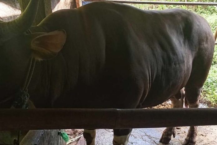 Sapi Milik Peternak Tabanan Jadi Hewan Kurban Presiden Prabowo 1