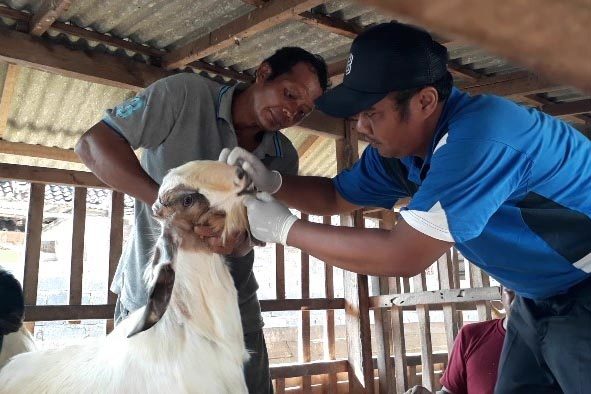 Tim Keswan Kesmavet Cek Kesehatan Hewan Kurban 1