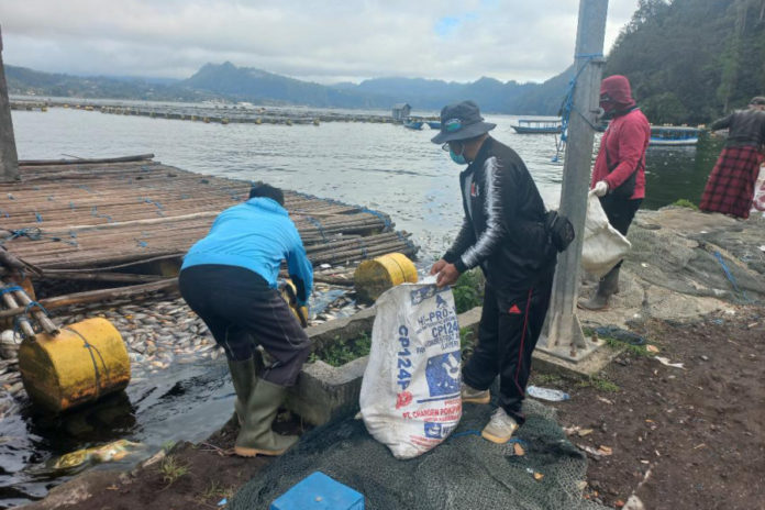 10 Ton Bangkai Ikan Diangkat Dari Danau Batur 1
