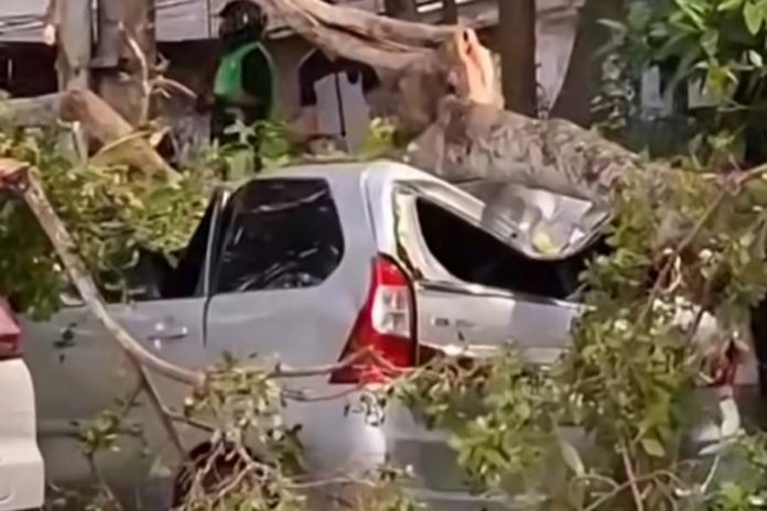 Batang Pohon Beringin Patah, Sejumlah Mobil Rusak Tertimpa 1