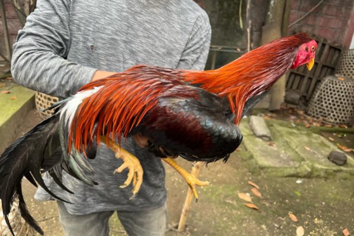 Belasan Ayam Aduan Hilang, Pelaku Congkel Jendela Hingga Rusak CCTV Akhirnya Ditangkap 1