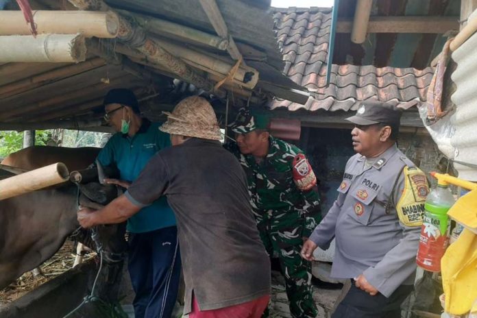 Distan Gencarkan Vaksin Ternak Di Desa Pering 1