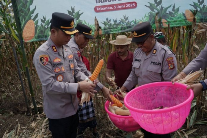 Jagung Jadi Komoditas Unggulan Di Desa Mambang 1