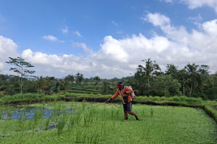 Lahan Sawah Milik Petani Di Selat Diserang Gulma 1