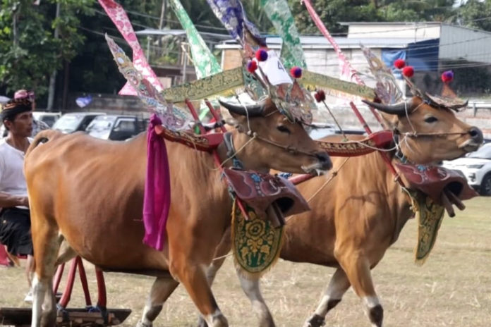 Parade Sampi Gerumbungan Kembali Dipentaskan Di Desa Kaliasem 1