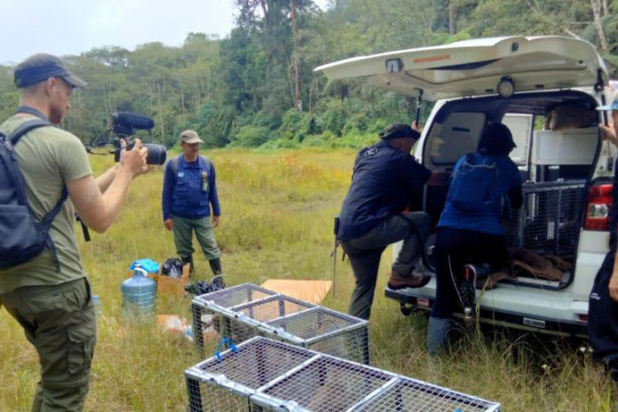 Pascatemuan Puluhan Piton Di Danau Buyan, BKSDA Bali Turunkan Tim Lakukan Penyusuran 1