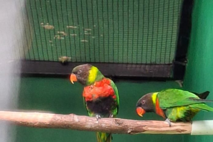 Puluhan Burung Perkici Dada Merah Bali Direpatriasi Dari Inggris 1