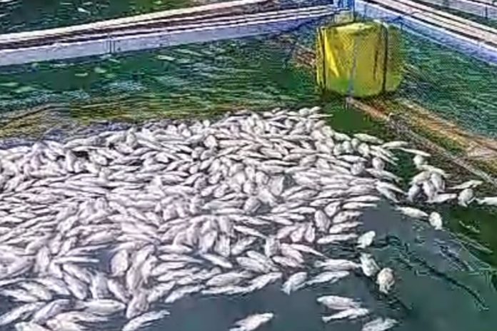 Semburan Belerang Di Danau Batur Tahun Ini Terlama, Sebabkan 34 Ton Ikan Mati 1