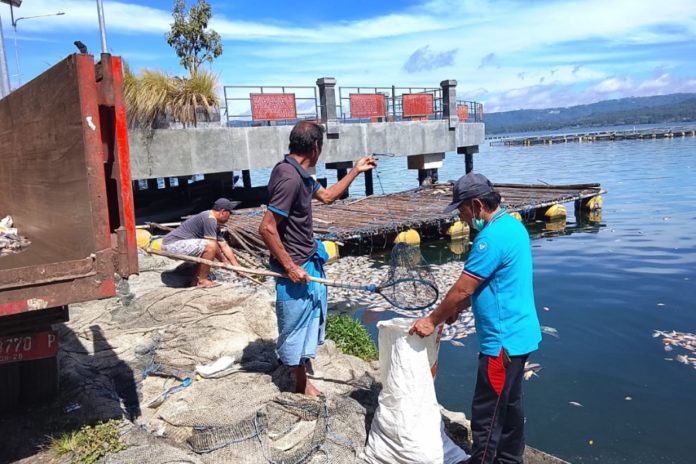 Semburan Belerang Di Danau Batur Tahun Ini Terlama, Sebabkan 34 Ton Ikan Mati 2