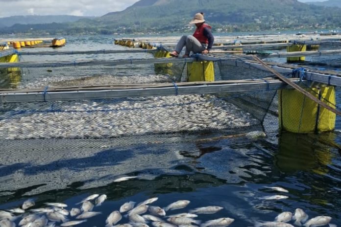 Semburan Belerang Kembali Muncul Di Danau Batur, Pemilik KJA Merugi Ratusan Juta 1