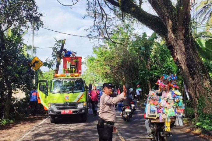 Sering Diseruduk Truk Logistik, DLH Karangasem Pangkas Pohon Perindang 1