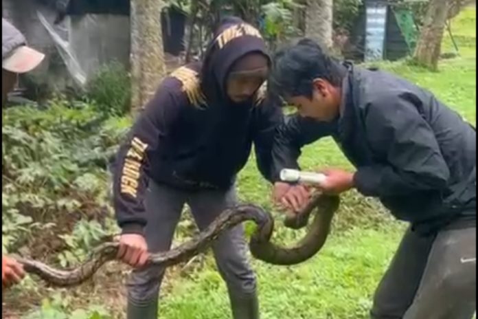 Soal Puluhan Piton Resahkan Warga Pancasari, BKSDA Bantah Hasil Pelepasliaran 1