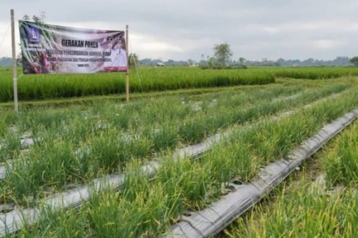 Badung Kembangkan 12 Hektare Kebun Bawang Merah 1