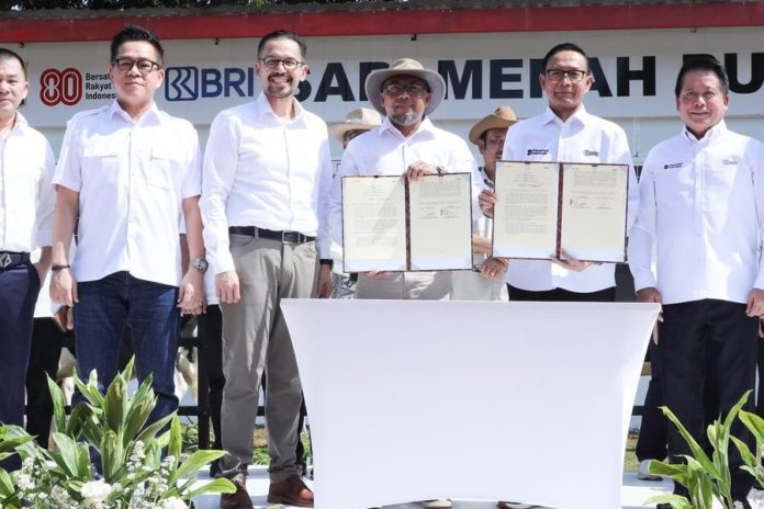 BRI Dukung Program Sapi Merah Putih, Dorong Swasembada Pangan Nasional 1