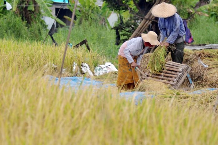 Diserang Hama, Produksi Beras Badung Tetap Surplus 1