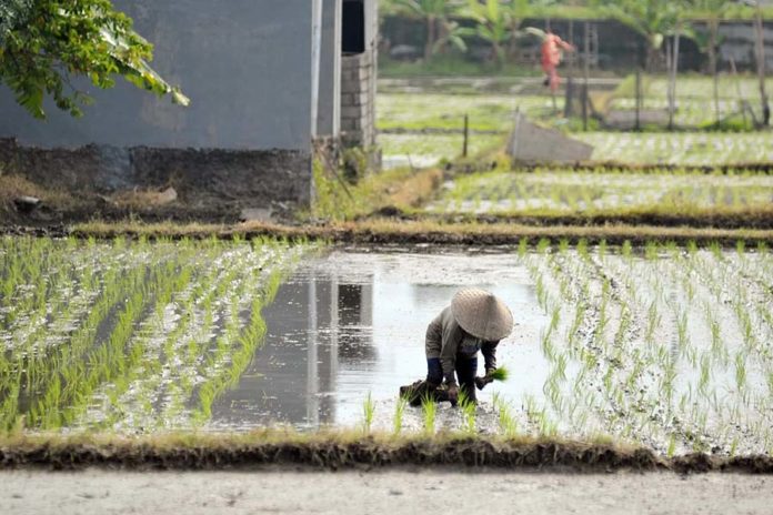 Hari Baik Menanam Padi, Berikut Ala Ayuning Dewasa 22 Agustus 2025 1
