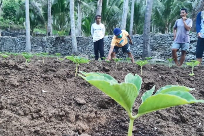 Hari Baik Untuk Menanam, Berikut Ala Ayuning Dewasa 21 Agustus 2025 1