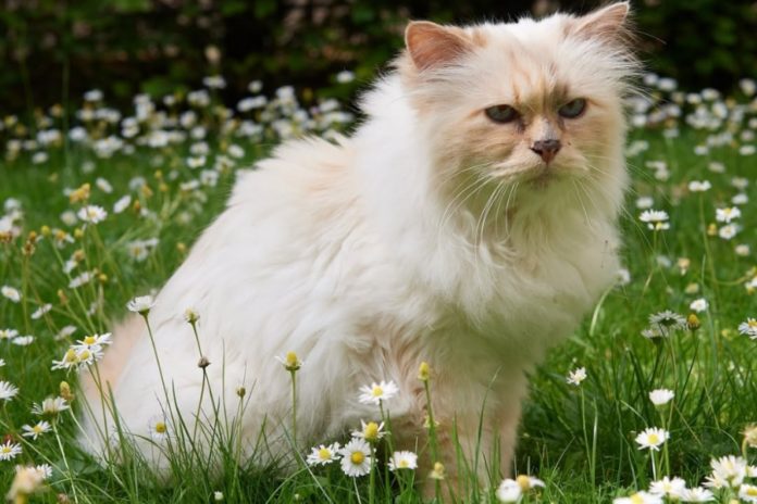 Ini Deretan Kucing Bestie Selebriti, Nomor 3 Punya Pesawat Pribadi Lho! 1