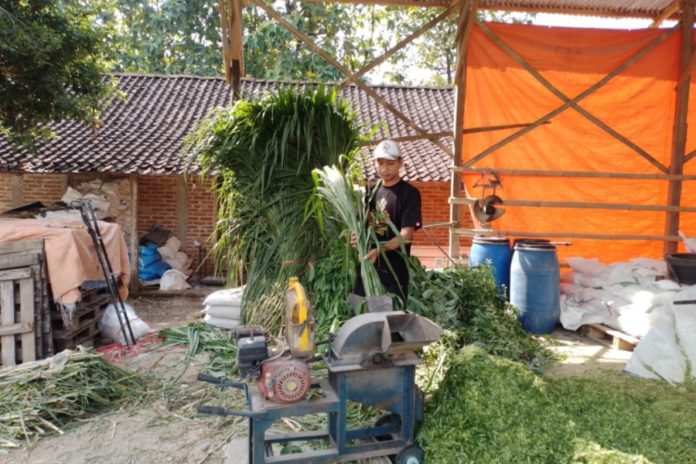 Kisah Pengusaha Pakan Ternak Dari Ponorogo Ini Buktikan KUR BRI Bisa Bikin Usaha Berkembang 1