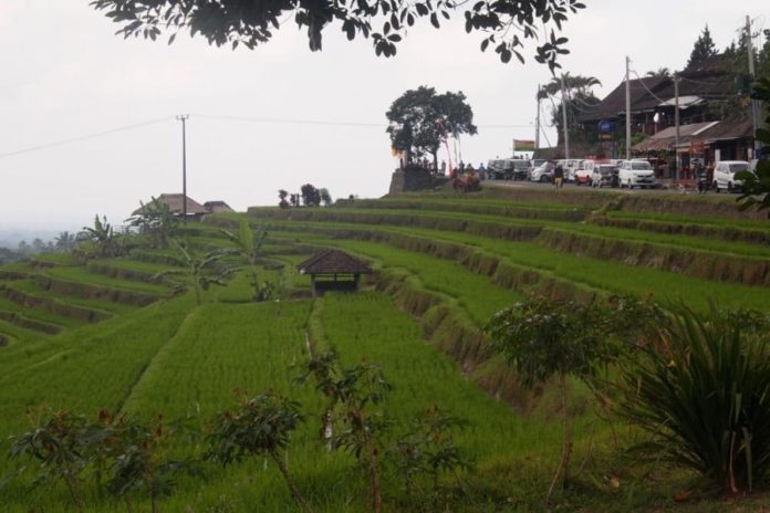 Kontribusi DTW Jatiluwih Ke Subak Dikeluhkan, Ini Penjelasan Manajemen Dan Pemkab 1