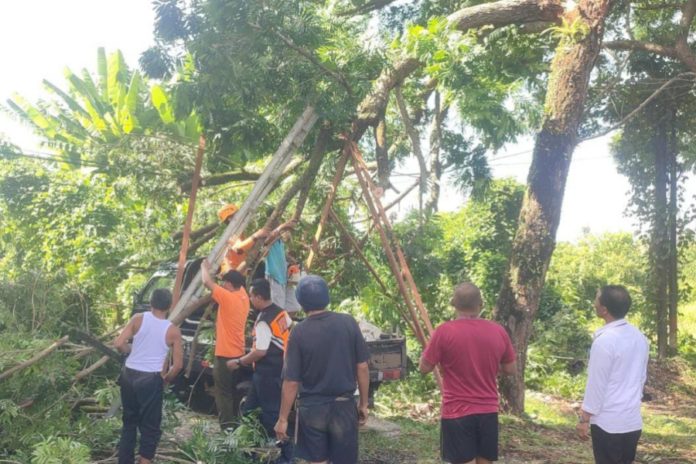 Pohon Lapuk Timpa Mobil Di Depan SMAN 1 Pekutatan 1