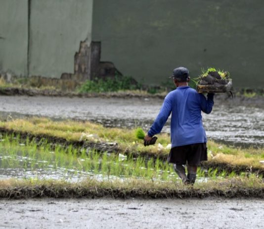 Tahun Ini, Segini Target Luas Tanam Padi di Kota Denpasar