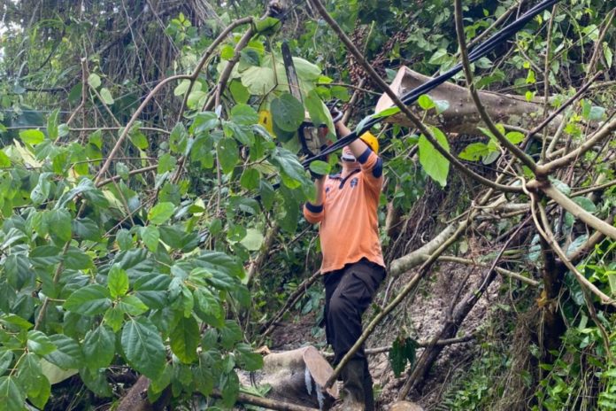Bangli Dilanda Longsor Dan Pohon Tumbang 1