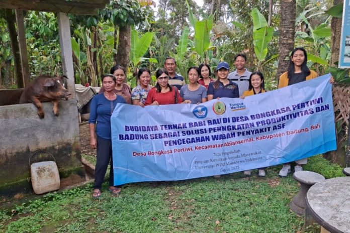 Dosen UPMI Bali PKM Di Bongkasa Pertiwi, Bantu Peternak Babi Tingkatkan Produktivitas Dan Cegah Wabah ASF 2