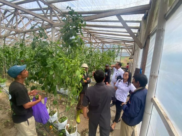 Harga Sayur Anjlok, Dinas Pertanian Dan Perumda Tabanan Turun Tangan 1
