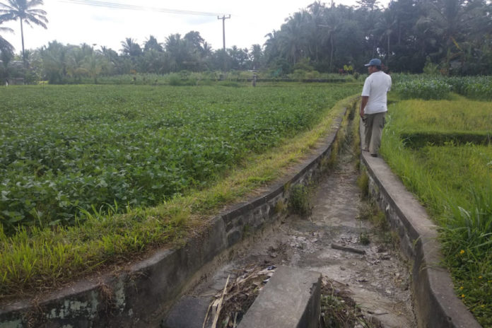 Lebih Dari 80 Persen Jaringan Irigasi Tersier Di Bangli Rusak 1