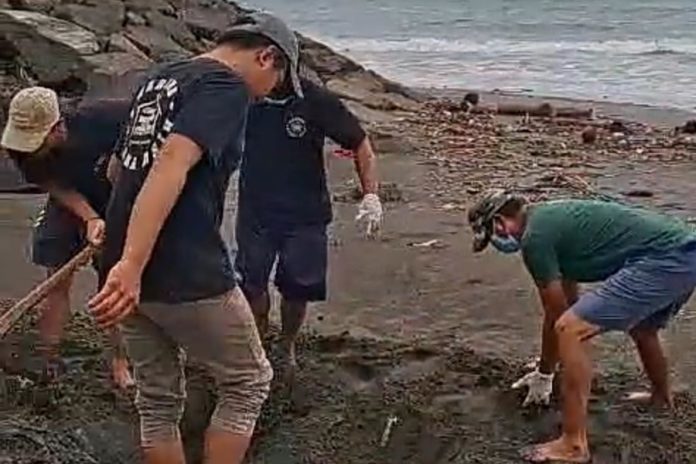 Penyu Lekang Umur 20 Tahun Ditemukan Membusuk Di Pantai Perancak 1