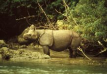 Peringatan Hari Badak Sedunia, Satwa Endemik Asli Indonesia Ini Terancam Punah
