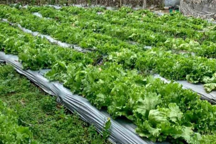 Permintaan Sayuran Anjlok, Petani Sebut Lebih Parah Dibanding Saat Pandemi Covid 19 1