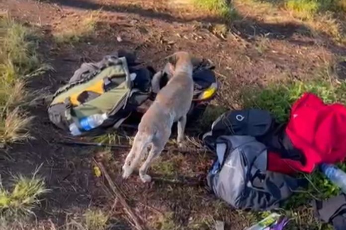 Sampel Otak Anjing Penggigit Pendaki Gunung Batukau Diuji 1