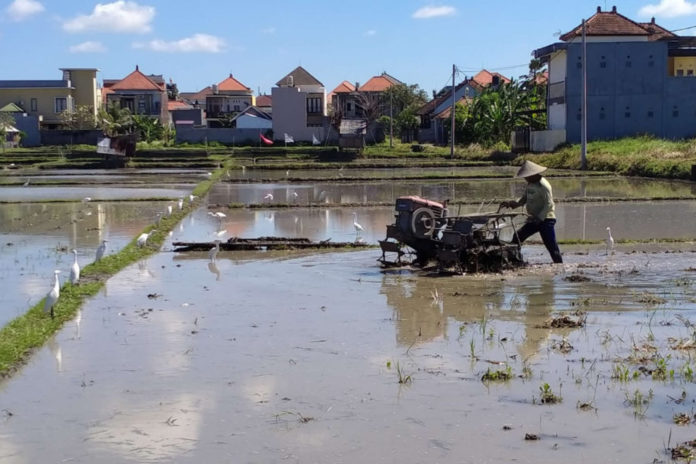 Alih Fungsi Lahan Di Denpasar Tak Terbendung, Pengembang Kesulitan Cari Lahan 1