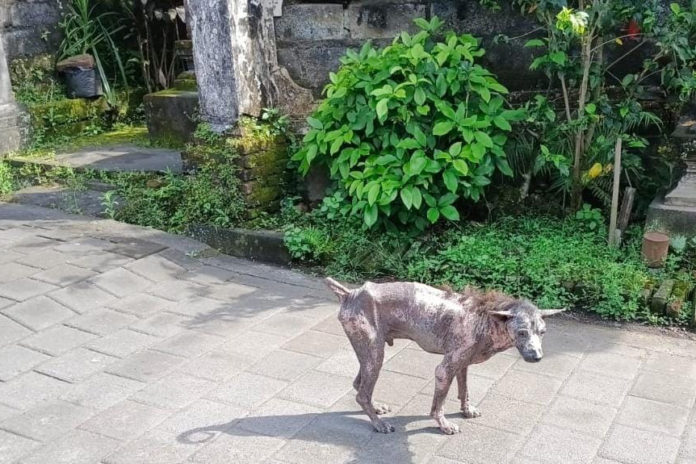 Anjing Tak Tervaksinasi Jadi Sumber Utama Rabies Di Bali 1