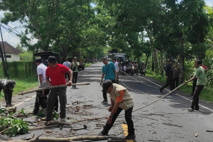 Antisipasi Pohon Tumbang, BPBD Jembrana Pangkas Pohon Perindang 1
