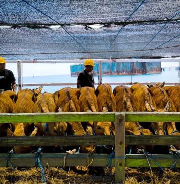 Tahun Ini Kuota Pengiriman Sapi Bali Alami Kenaikan, Lalu Lintas Dibatasi Dampak PMK